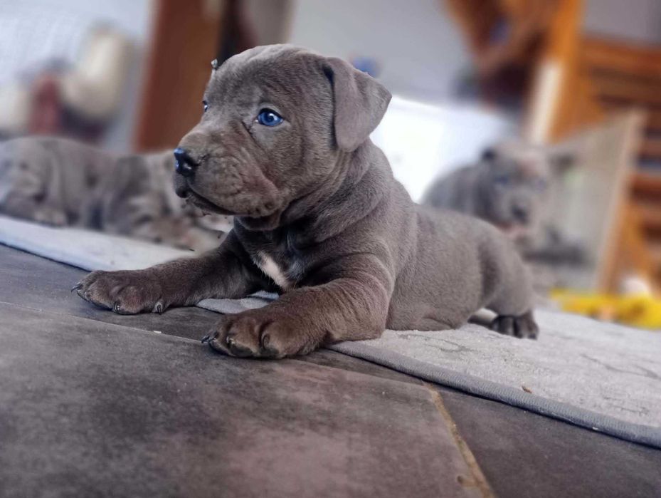 Amstaff  Stanford  terier szczeniaczek gotowy do odbioru  Merle, blu
