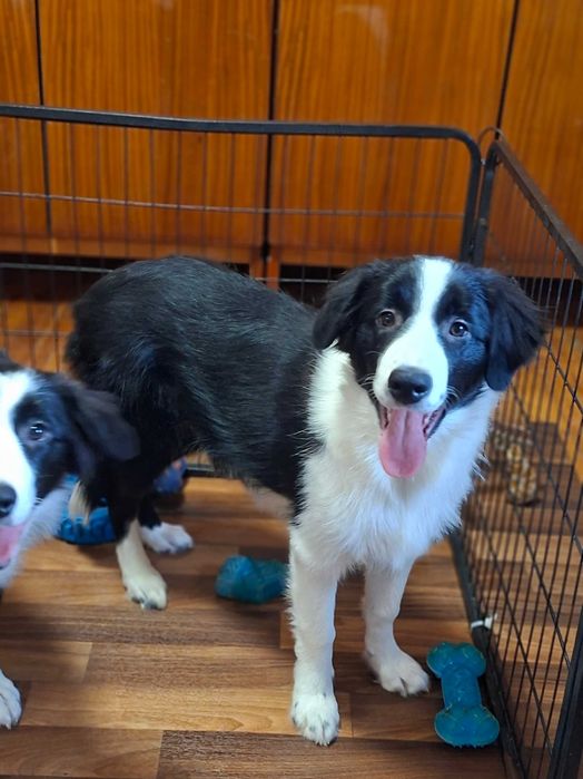 Border Collie piesek czarno -biały szczeniak wyjątkowy