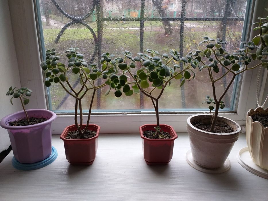 Денежное дерево. Толстянка. Крассула. Комнатные цветы.