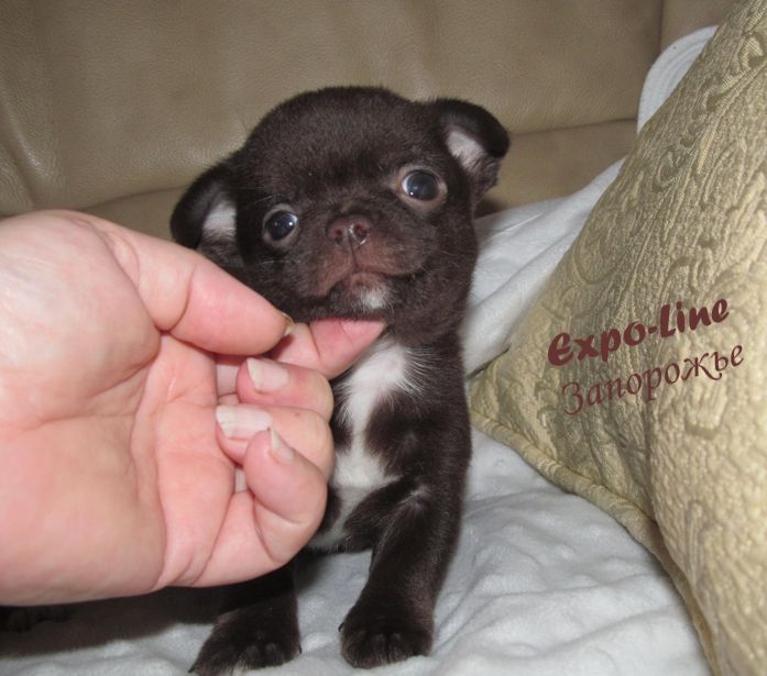 В'язка чіхуахуа 2xCACIB, 3xCAC, окрас ліловий, КСУ-FCI