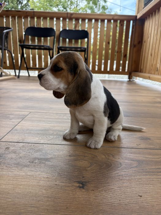 Piesek rasy Beagle