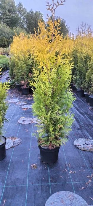 Tuje żółte gold szmaragd brabant 50-70  cm  5 zl