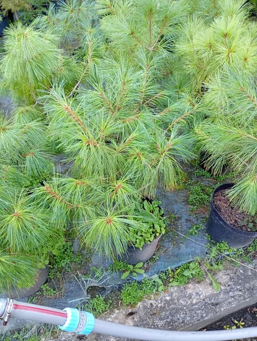 Sadzonki sosen w doniczkach 60- 90 cm