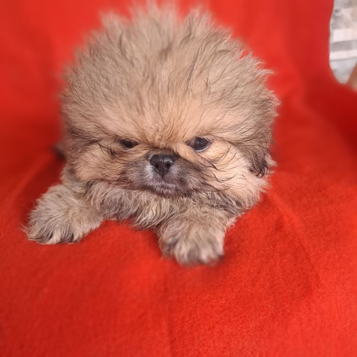 Pekińczyk  rodowód + wyprawka