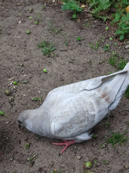 Gołębie kingi młode