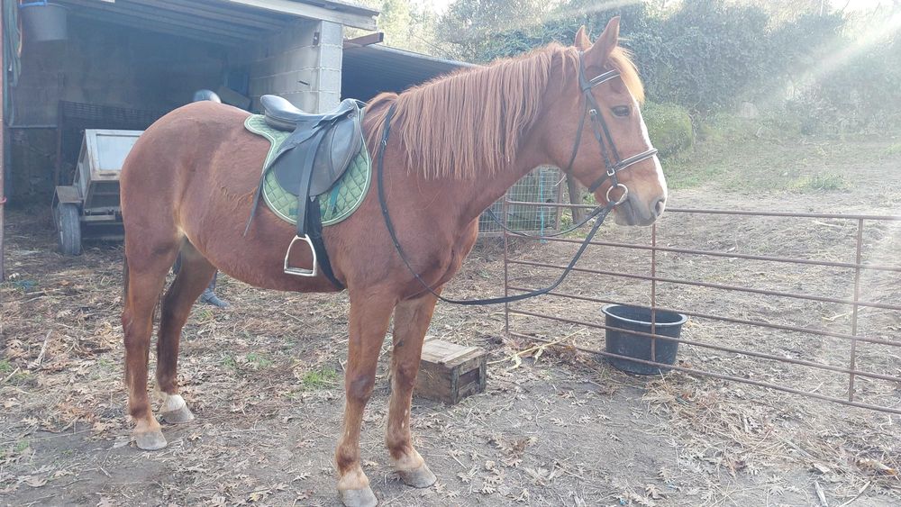 Égua montada com livro azul