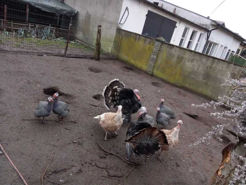 Zielononóżka pisklęta zielononóżki