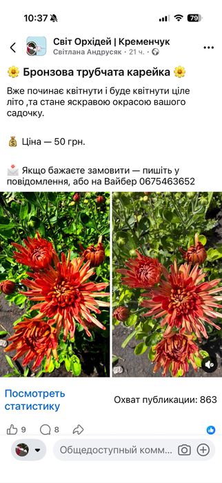 Хризантема корейка висота до 50 сантиметрів