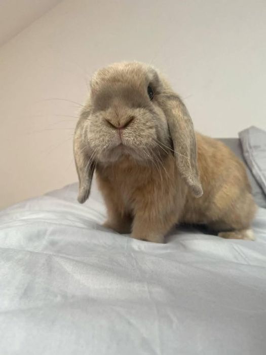 króliki mini lop