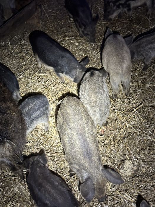 Продам поросята породи мангалиці.