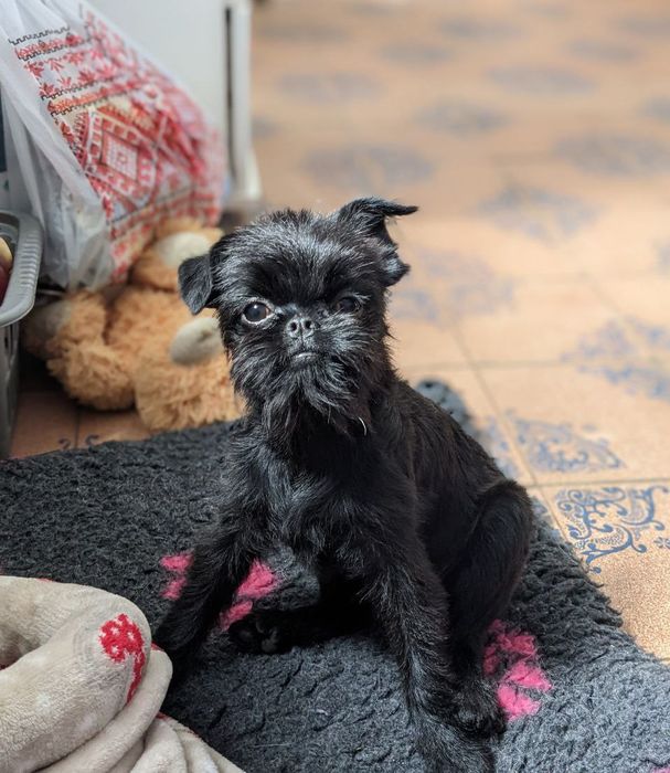 Дівчинка бельгійський грифон