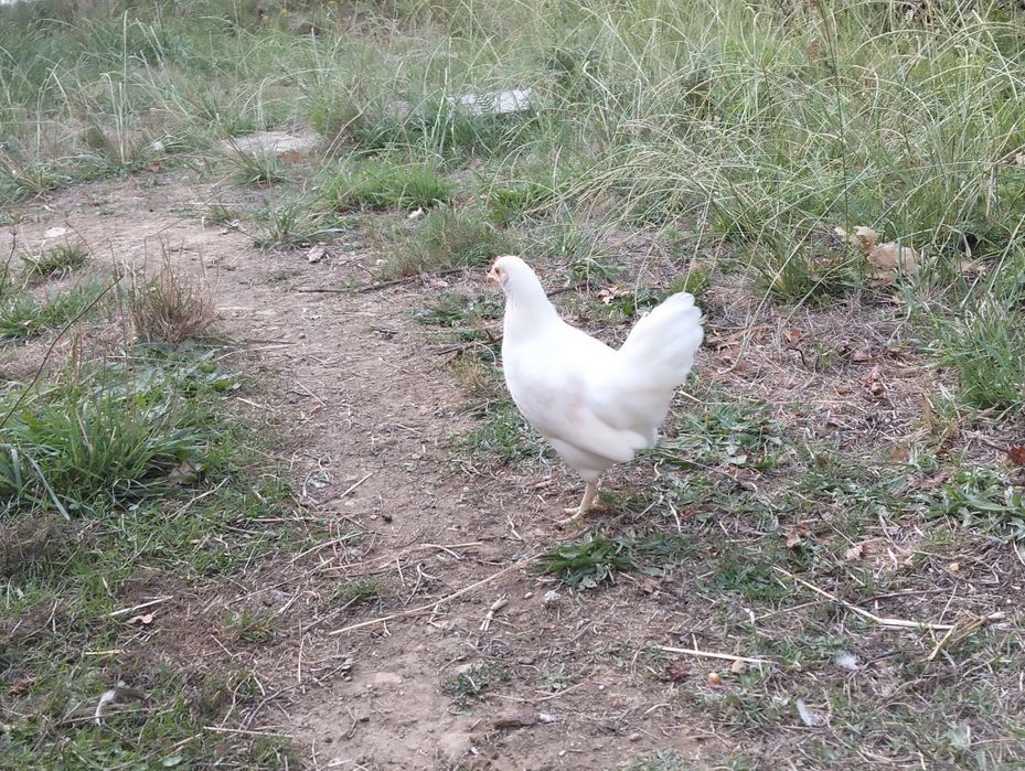 Garnizas Brancas ( Casal)