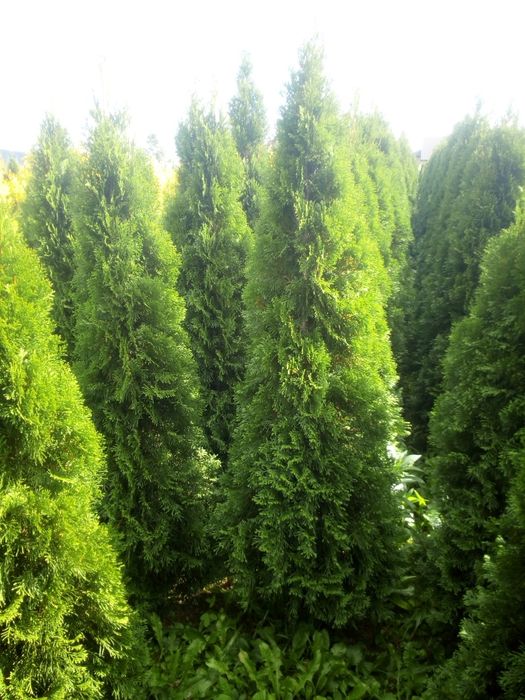 Tuja tuje szmaragd thuja  thuje smaragd