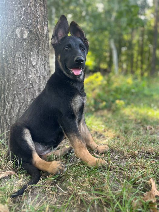 Шикарная девочка породы Немецкая овчарка