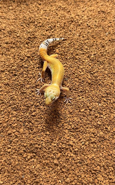 Gekony lamparcie, eublefary, 2-4 miesiace