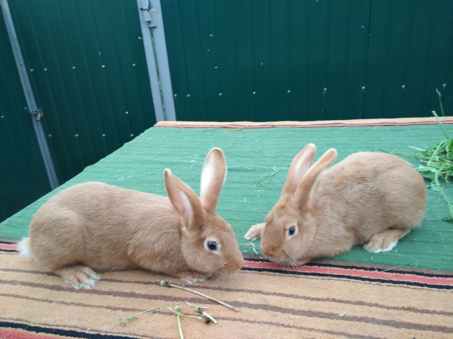 Кролики Бургундский