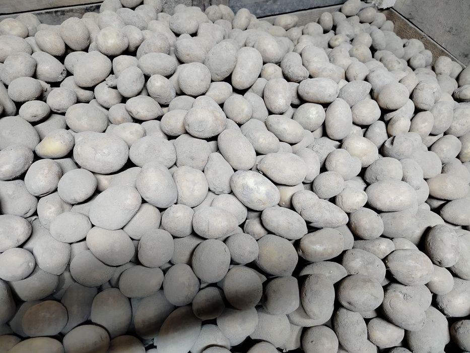 drobne ziemniaki soraya kaliber sadzeniak