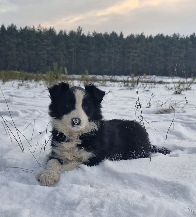 Border Collie suczka z rodowodem