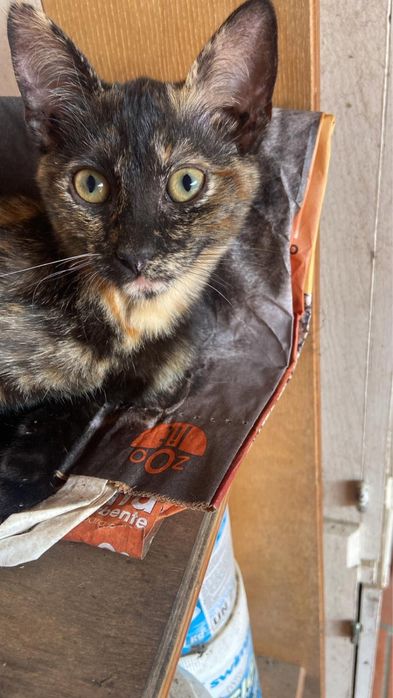 Gatos para doação