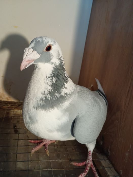 Gołębie staropolskie