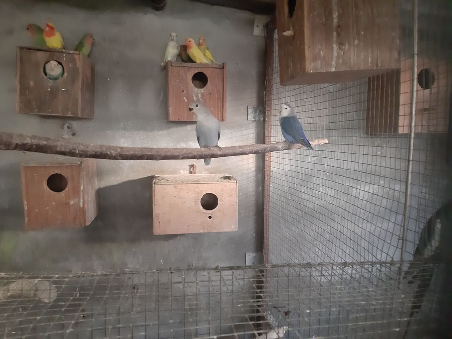 Cedência  caturras e agapornis 2025