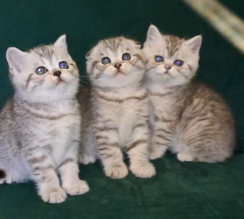 Шотландські  прямовухі кошенята