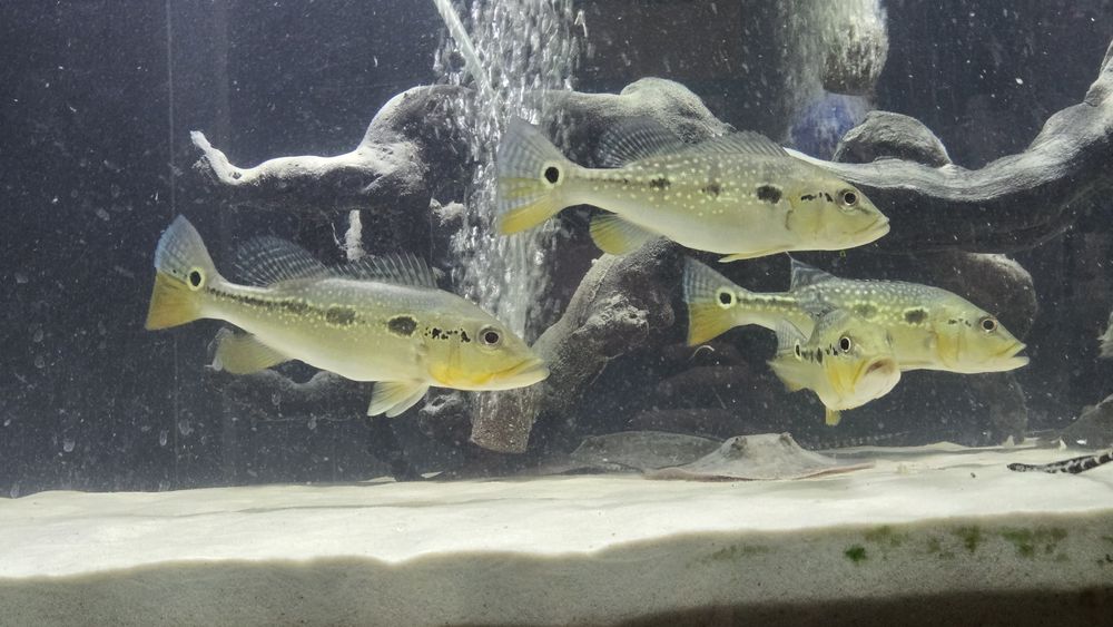 Cichla mirianae/tucunaré-fogo