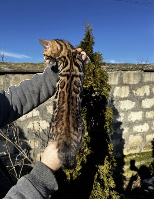 Кошенята бенгали справжні леопардики