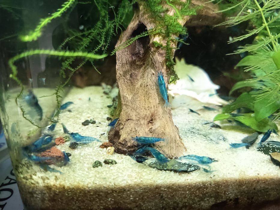 Camarões azuis (blue dream)