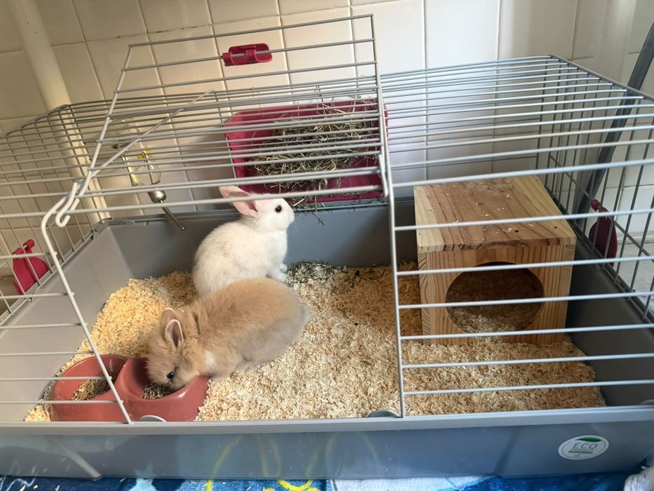 Vende-se dois coelhos machos filhotes