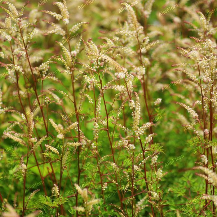 Parzydło blekolistne Miniaturka (Aruncus aethusifolius) Doniczka 1.0L
