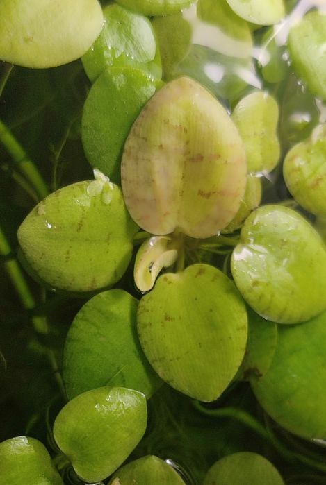 Аквариумные водоросли Лимнобиум