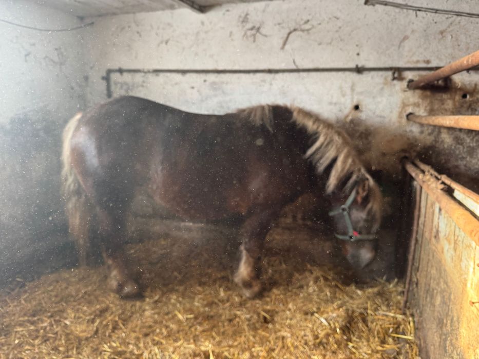 Sprzedam klacz źrebną