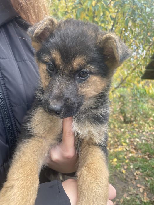 Метис німецької вівчарки