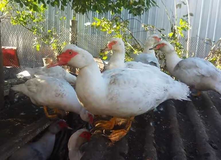 Інкубаційне яйце Мускусних качок(франц.та німец.лінії)