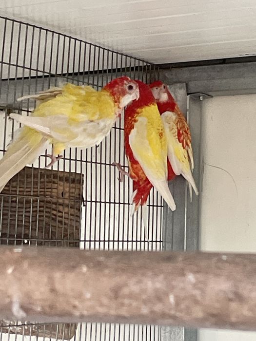 Vendo Ringnecks e outros