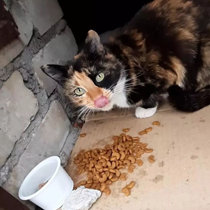 Отдам кошку трехцветку,стерилизована, 1,5 года