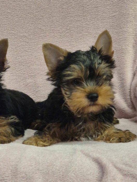 Yorkshire Terrier Mini