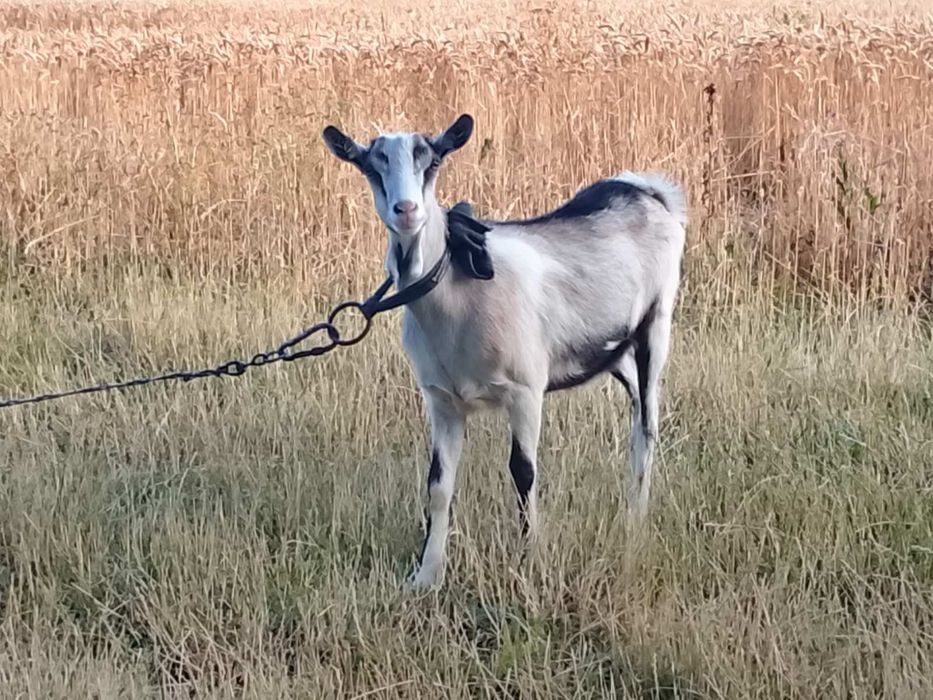 Продається кізочка.