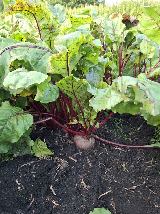 Buraki buraczki ćwikłowe (czerwone), ziemniaki