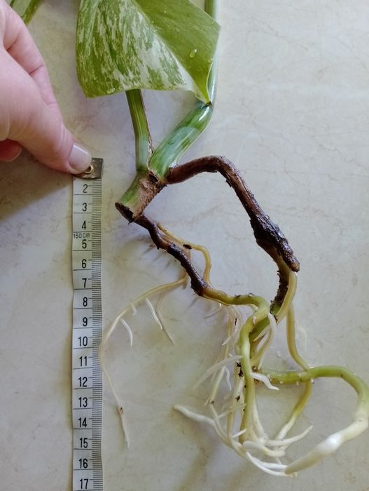 Sadzonka Monstera Variegata już  ukorzeniona Szczyt