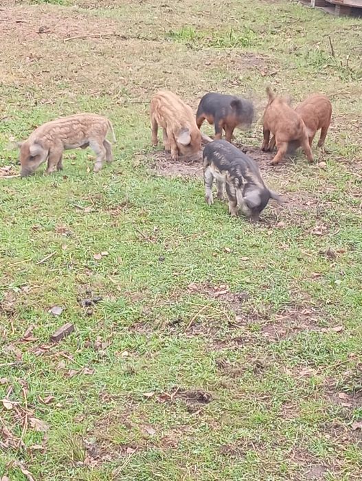 Mangalica prosięta