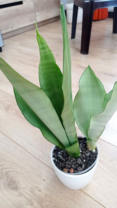 Сансевієрії колекційні  Ханні  і інші сорти, Цеоліт( 3-5 мм)