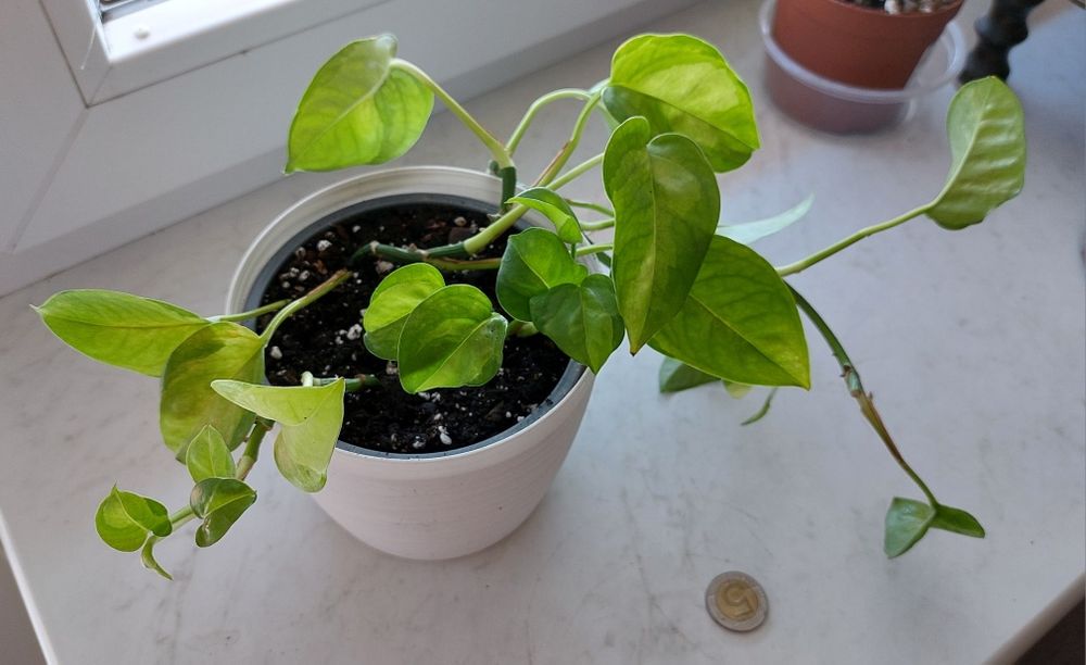 Scindapsus Silver Hero  rosnące rośliny + gratis global green