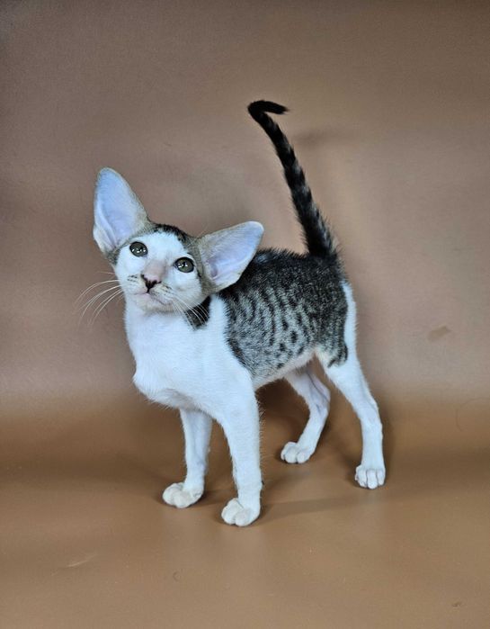 Ориентальный котенок девочка Ophelia