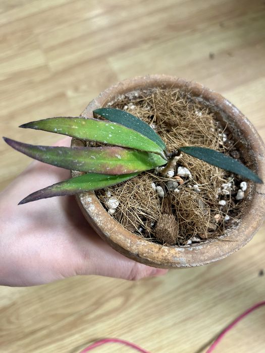 Hoya mirabilis cała