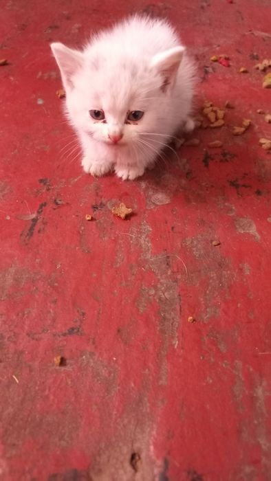 Віддамо кошенят в добрі руки