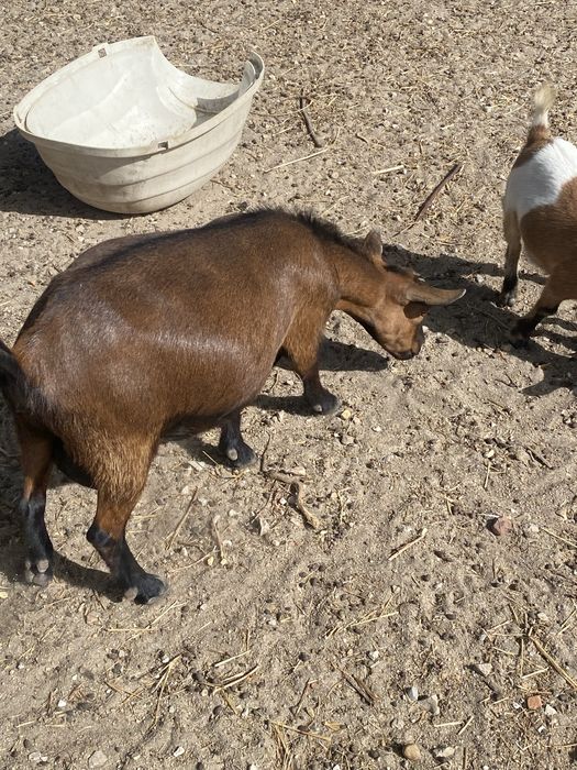 Cabras anas femeas