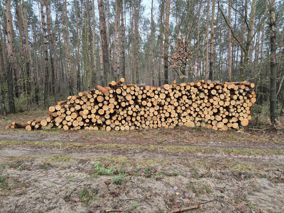 Sosna opałowa, ładny opał