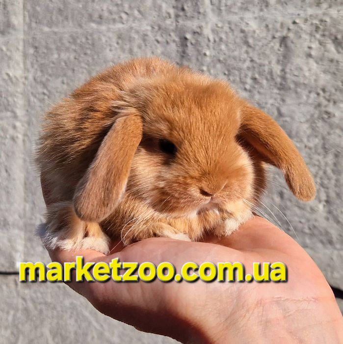 Mini Lop — розумний джентльмен у світі карликових кроликів